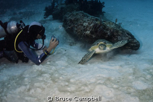 Scaring off the turtle by Bruce Campbell 
